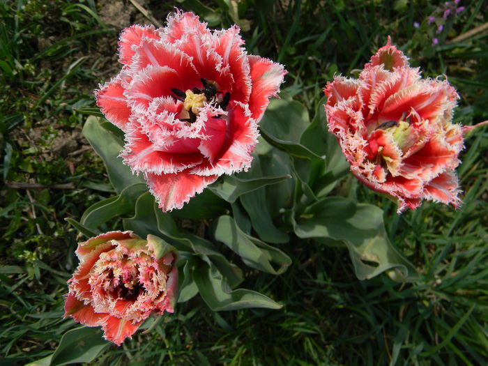 Picture 2702 - 3 Gradina 2015