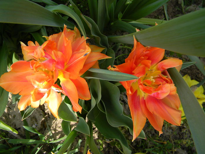 Picture 2704 - 3 Gradina 2015