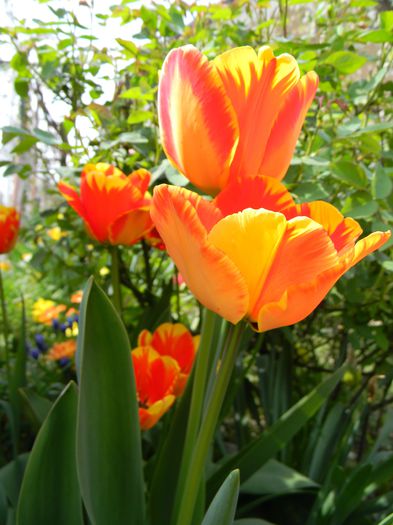 Picture 2705 - 3 Gradina 2015