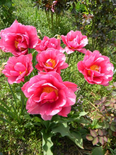 Picture 2706 - 3 Gradina 2015