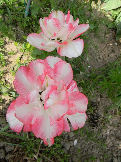 Dance line - 3 Gradina 2015