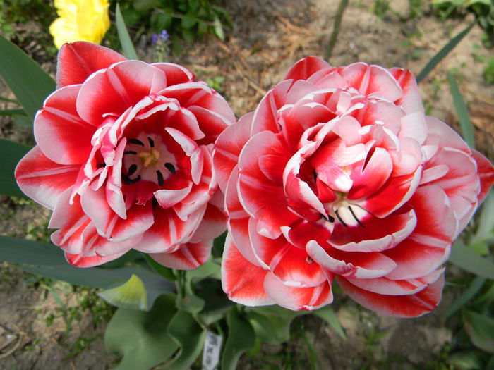 Drumline - 3 Gradina 2015