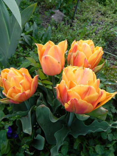 Picture 2712 - 3 Gradina 2015