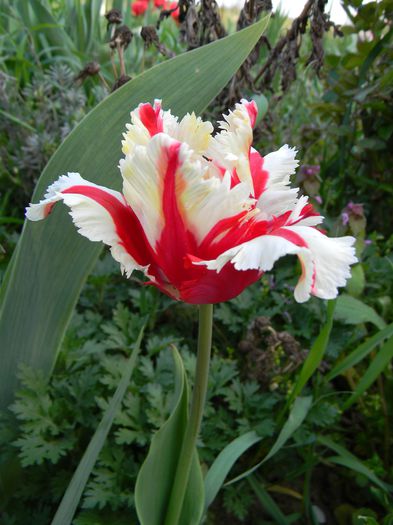 Picture 2713 - 3 Gradina 2015