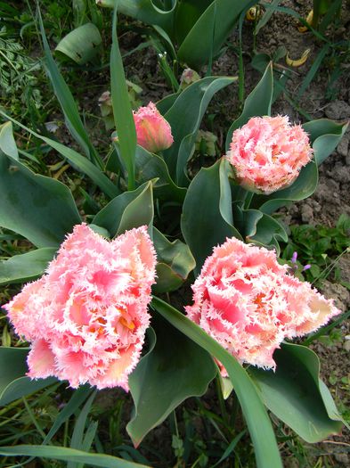 Queensland - 3 Gradina 2015