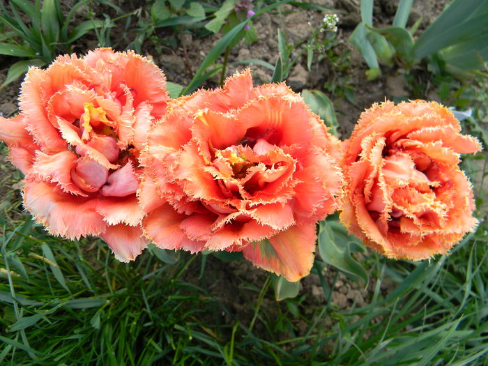 Sensual touch - 3 Gradina 2015