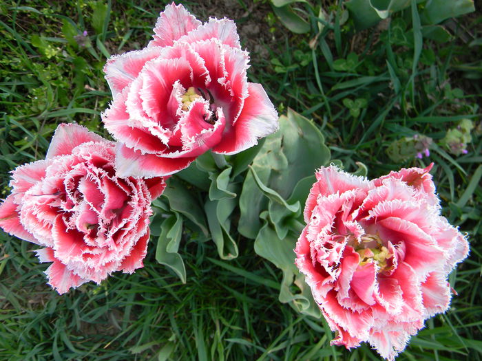 Brest - 3 Gradina 2015