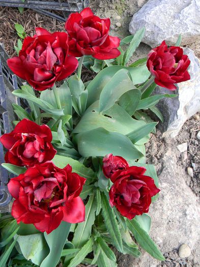 Uncle Tom - 3 Gradina 2015