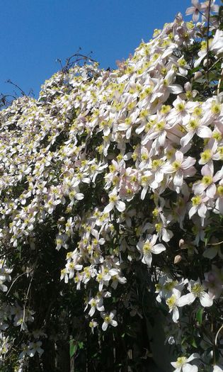 20150425_132724 - Clematis 2015