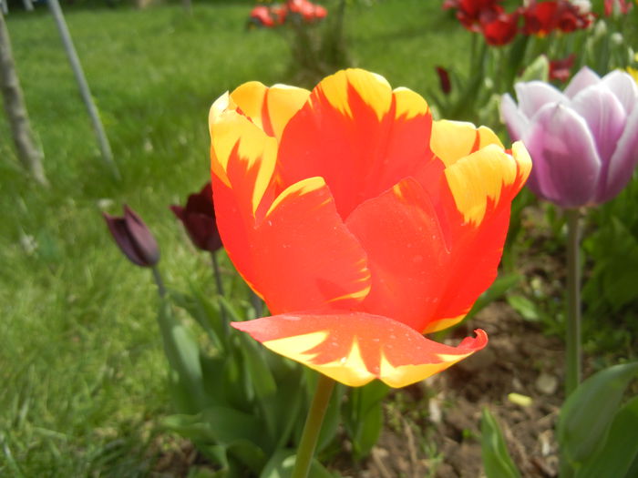 Tulipa Banja Luka (2015, April 18)