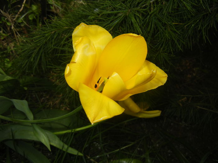 Tulipa Candela (2015, April 18) - Tulipa Candela