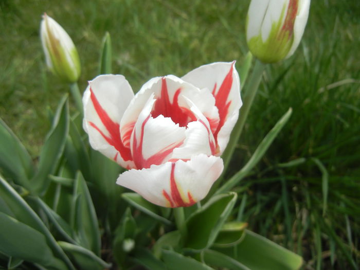 Tulipa Happy Generation (2015, April 18)
