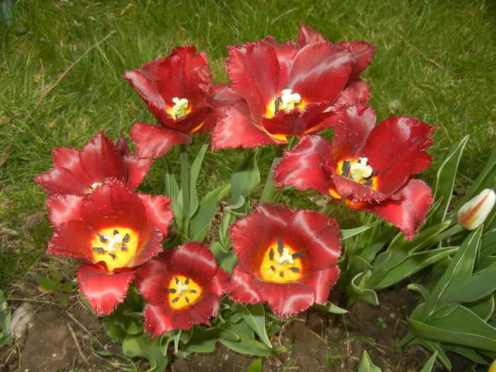 Tulipa Pacific Pearl (2015, April 18)