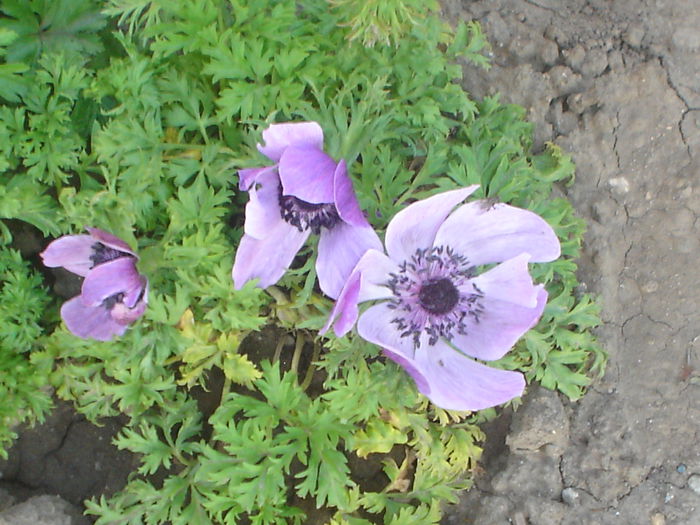 anemone