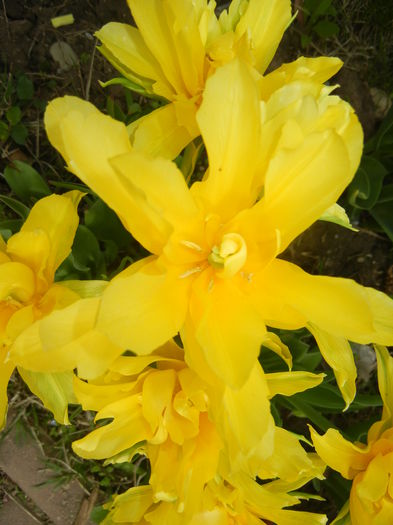 Tulipa Yellow Spider (2015, April 18)