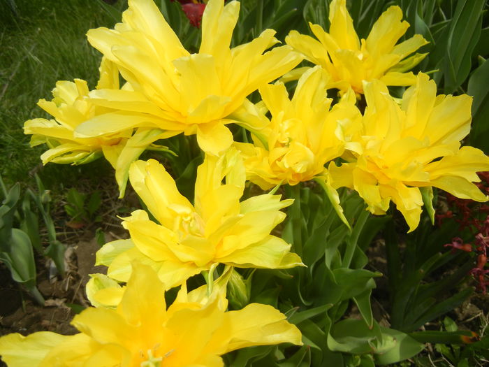 Tulipa Yellow Spider (2015, April 18) - Tulipa Yellow Spider