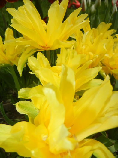 Tulipa Yellow Spider (2015, April 18)