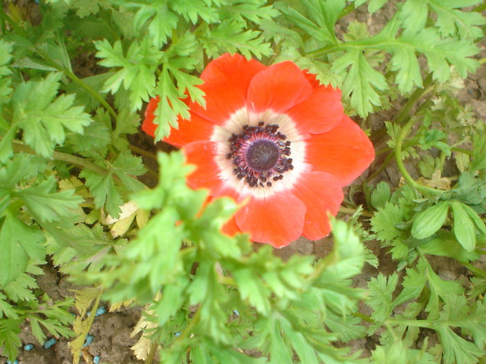 anemone