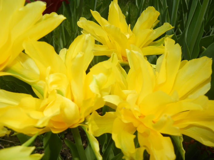 Tulipa Yellow Spider (2015, April 18) Tulipa Yellow Spider (2015, April 18)