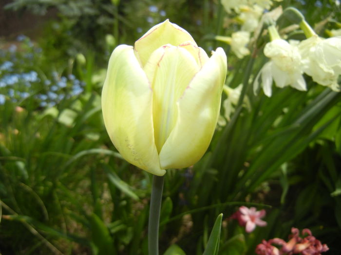 Tulipa Shirley (2015, April 18)