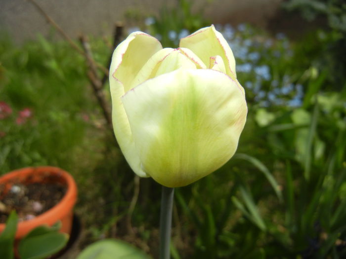 Tulipa Shirley (2015, April 18) Tulipa Shirley (2015, April 18)