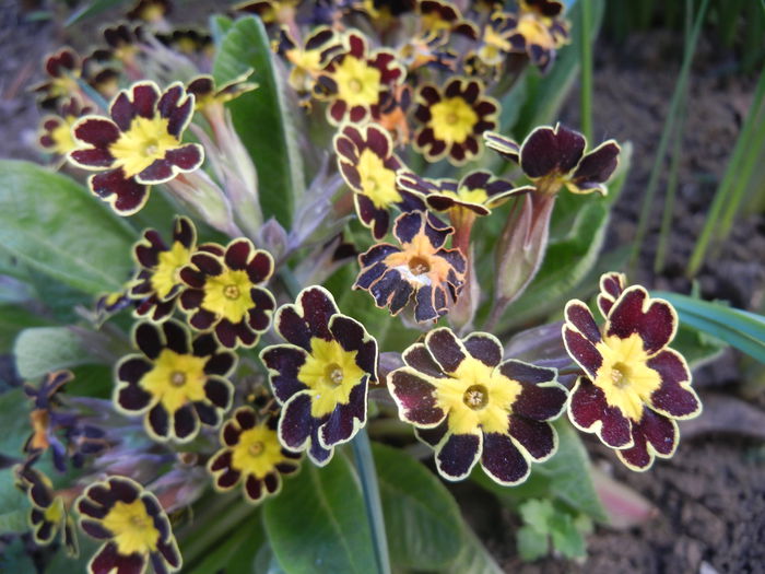 Primula elatior Gold Lace (2015, Apr.11) - PRIMULA Elatior Gold Lace