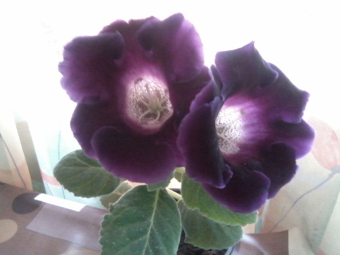 Gloxinia violacea