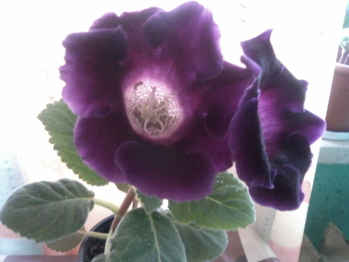 P28-03-15_09.07[1] - Gloxinia 2015