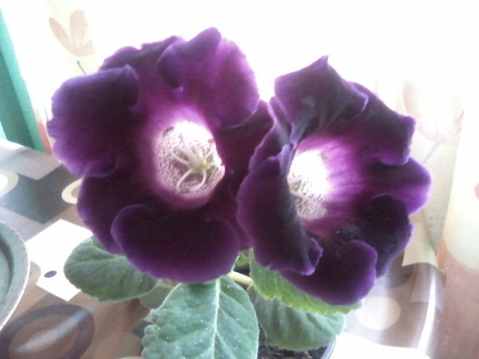 P28-03-15_09.06 - Gloxinia 2015