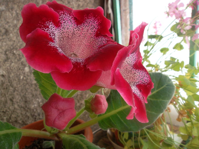 In sfarsit a inflorit... - Gloxinia 2015