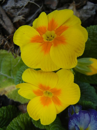 Yellow Primula (2015, April 11) - PRIMULA Acaulis