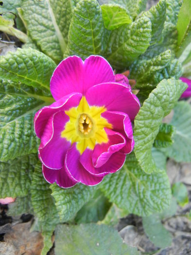 Primula (2015, April 11) - PRIMULA Acaulis