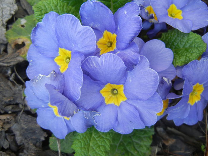 Blue Primula (2015, April 11) - PRIMULA Acaulis