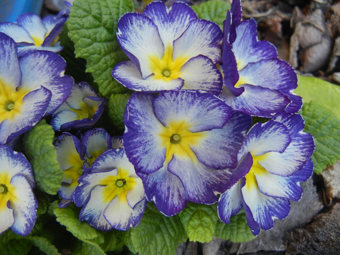 Primula (2015, April 11) - PRIMULA Acaulis