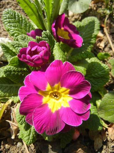 Primula (2015, April 13) - PRIMULA Acaulis