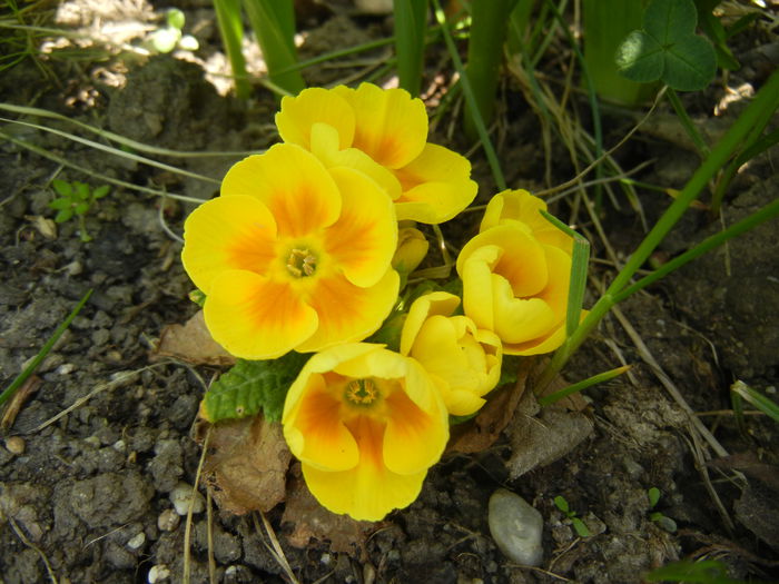 Yellow Primula (2015, April 13) - PRIMULA Acaulis