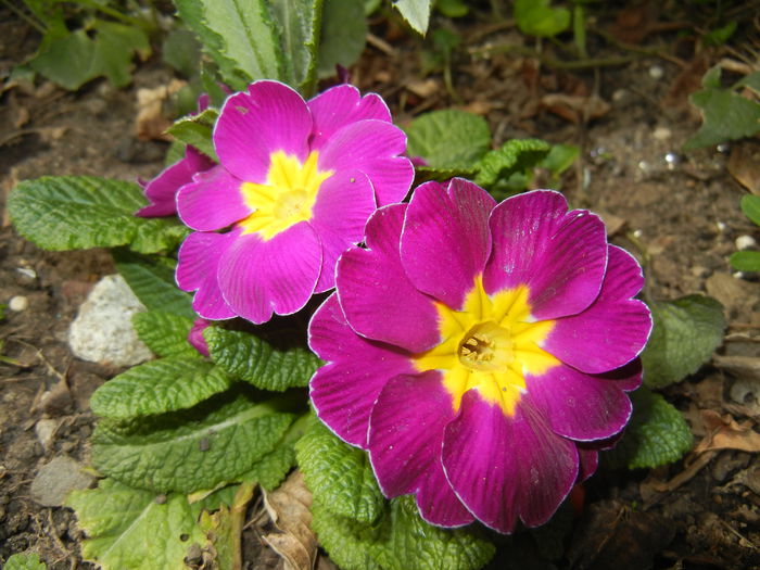 Primula (2015, April 15) - PRIMULA Acaulis