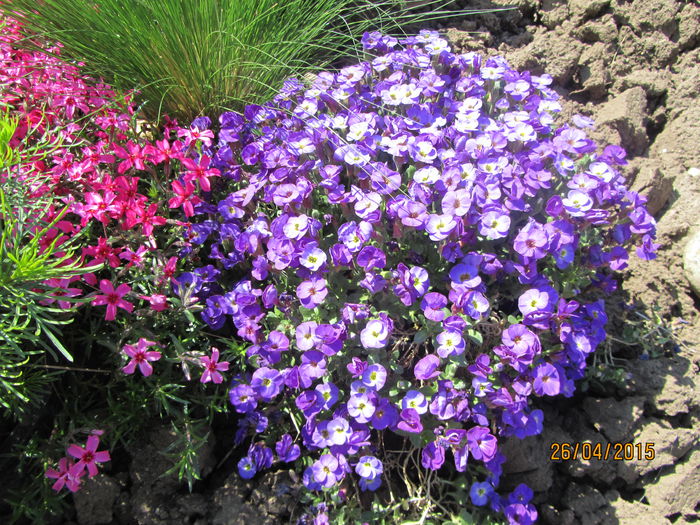 IMG_0202 - Flori de gradina-2015Primavara