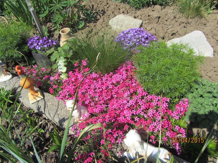 IMG_0203 - Flori de gradina-2015Primavara