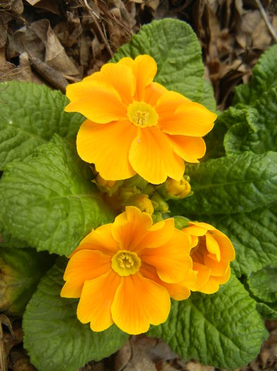 Orange Primula (2015, April 15)
