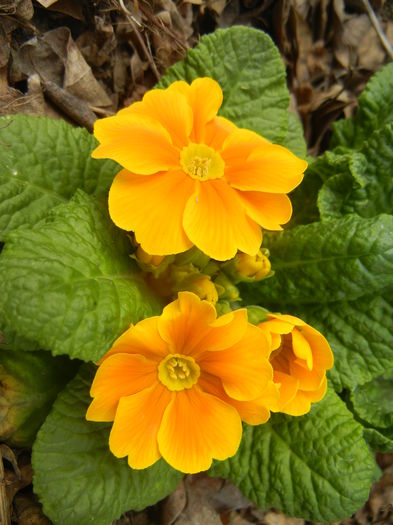 Orange Primula (2015, April 15) - PRIMULA Acaulis