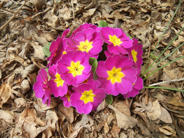 Primula (2015, April 15) - PRIMULA Acaulis