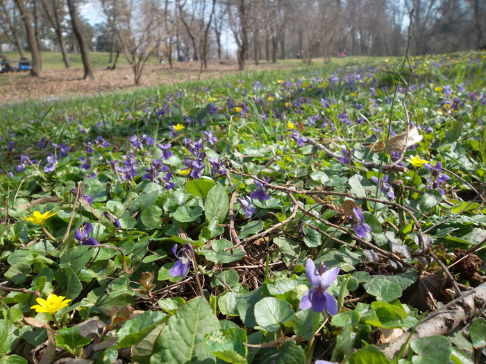 Aprilie 2015 in parc