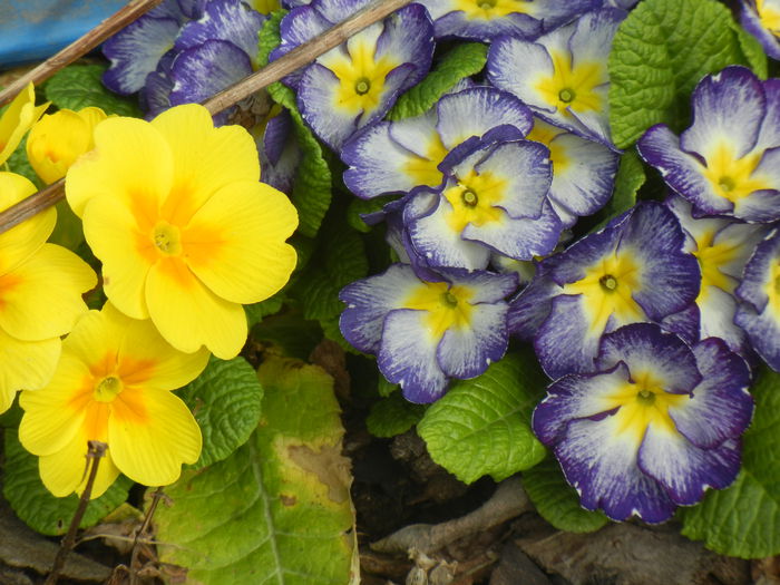 Primulas (2015, April 15) - PRIMULA Acaulis