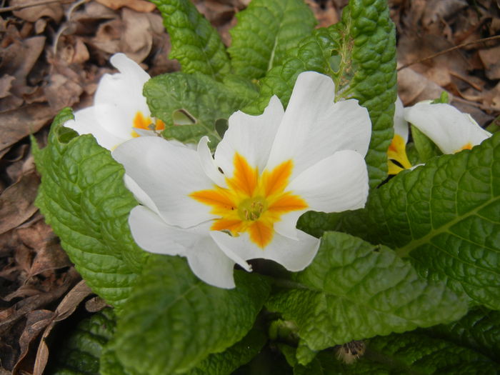 White Primula (2015, April 15) - PRIMULA Acaulis
