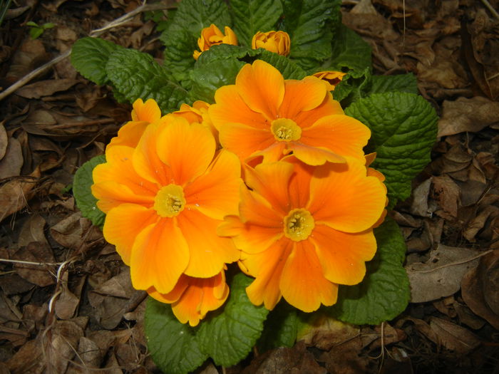 Orange Primula (2015, April 18) - PRIMULA Acaulis