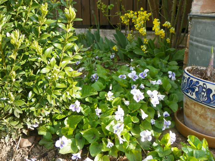 viola sororia priceana si primula officinalis - Primavara 2015