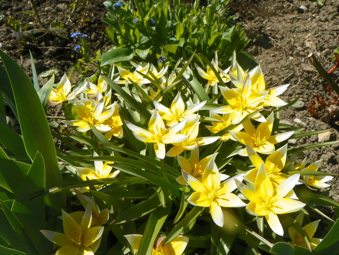 tulipa tarda - Primavara 2015