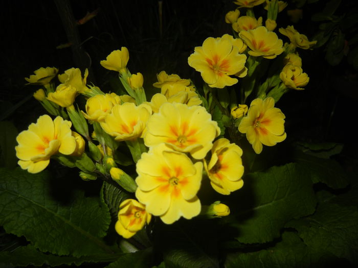 Primula polyanthus Yellow (2015, Apr.12) - Primula polyanthus Yellow