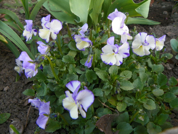 viola Rebecca Cawthorne - Primavara 2015